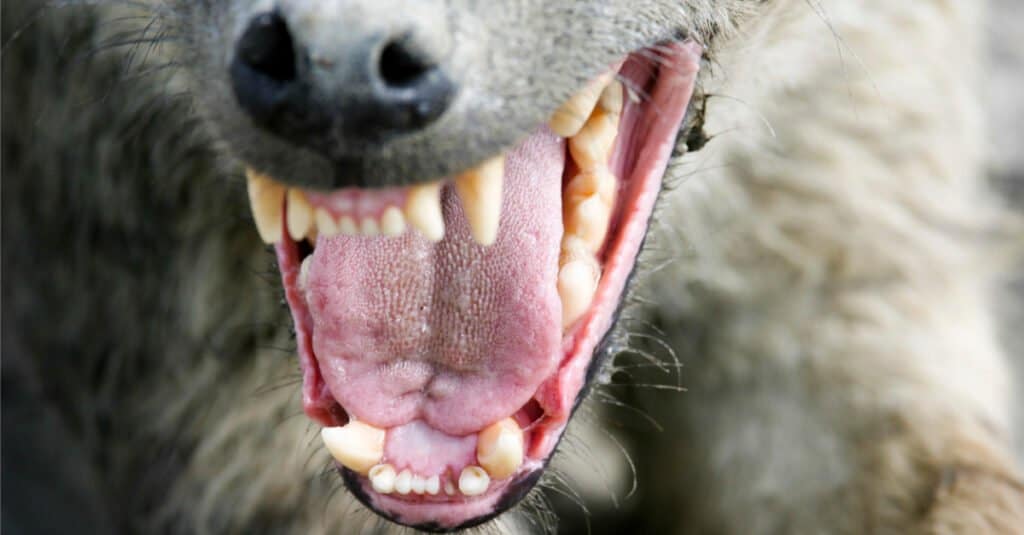 Denti di iena - Iena che porta i suoi denti