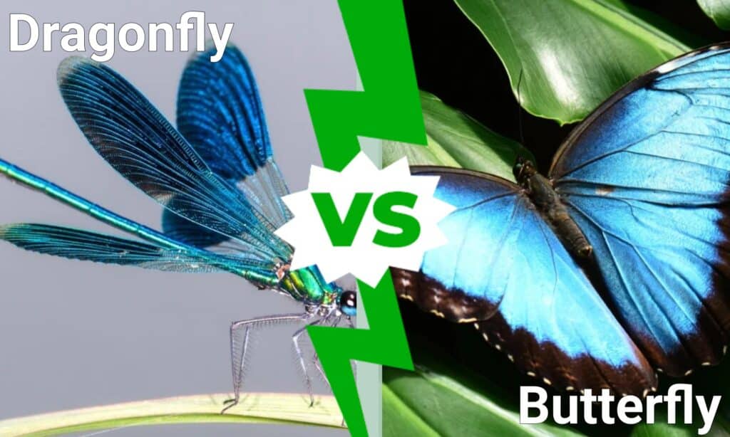 libellula contro farfalla