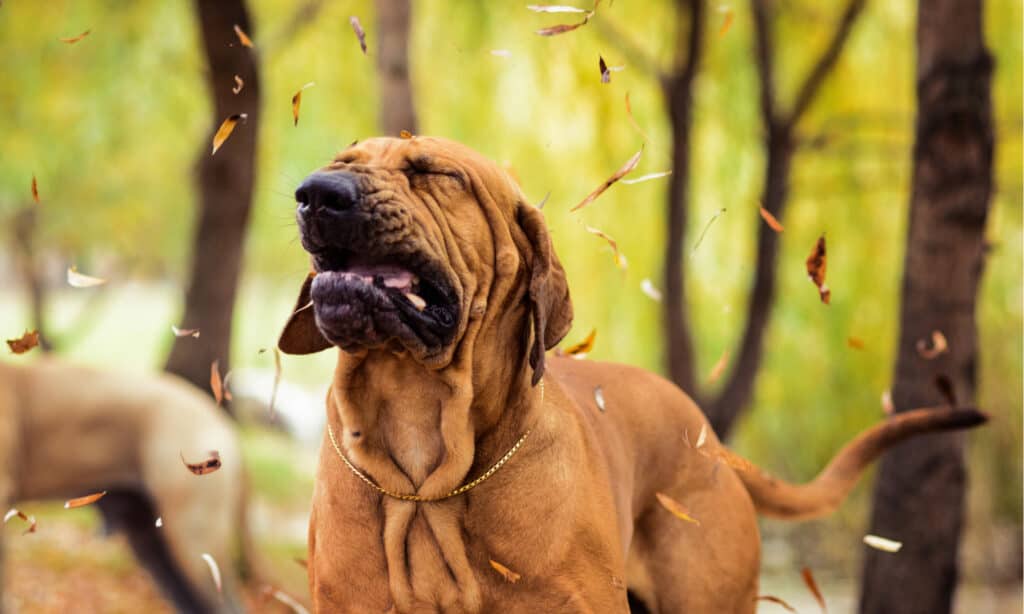 perchè i cani starnutiscono