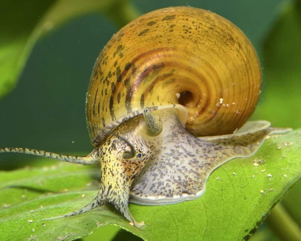 Lumache da compagnia: come mantenere le lumache sane e felici