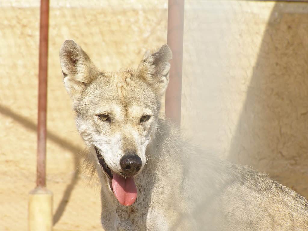 Lupo arabo femmina (Canis lupus arabs)