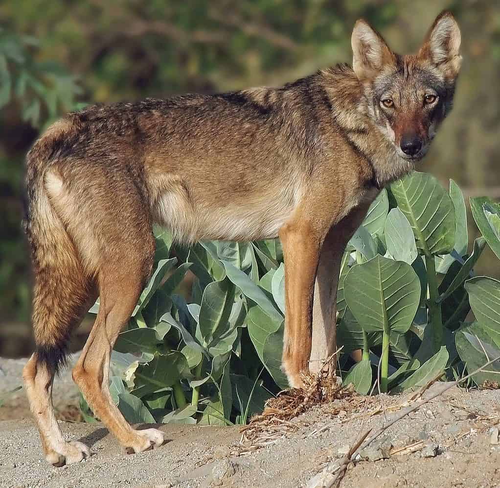 Lupo arabo