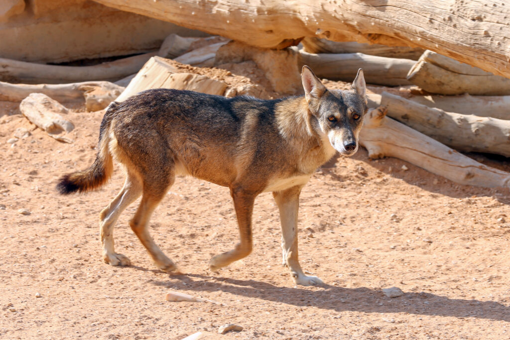 Lupo del deserto