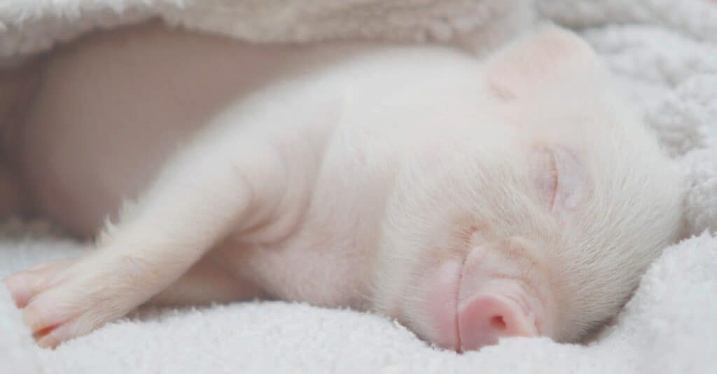 maialino che dorme