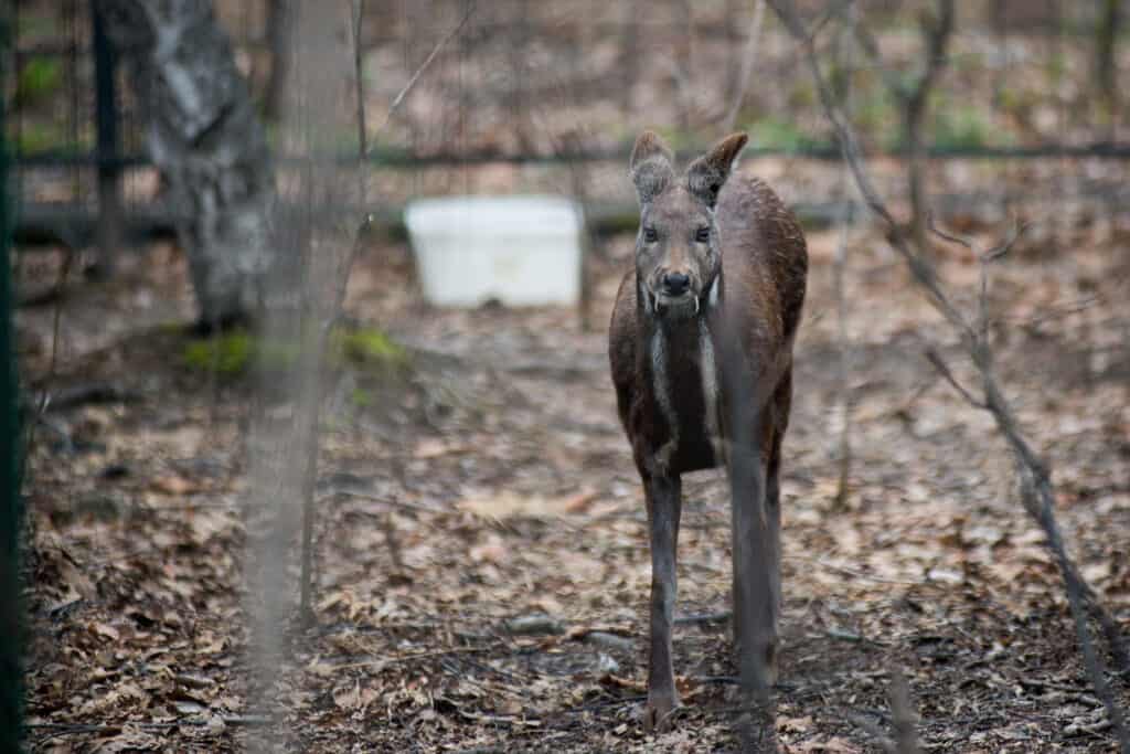 cervo muschiato siberiano