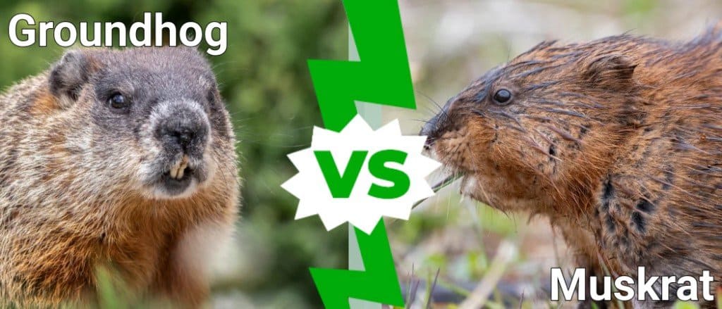 Marmotta contro topo muschiato
