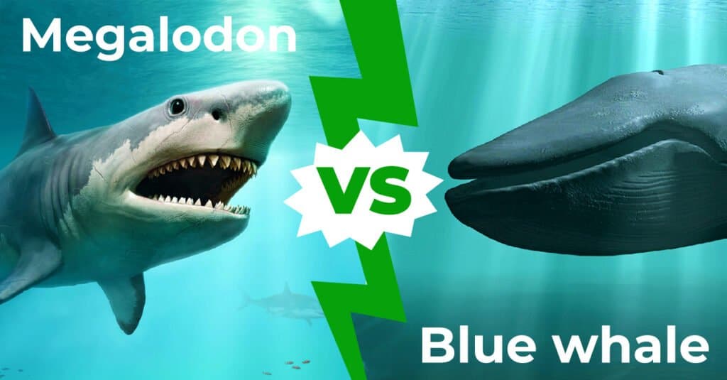 Megalodonte contro balenottera azzurra