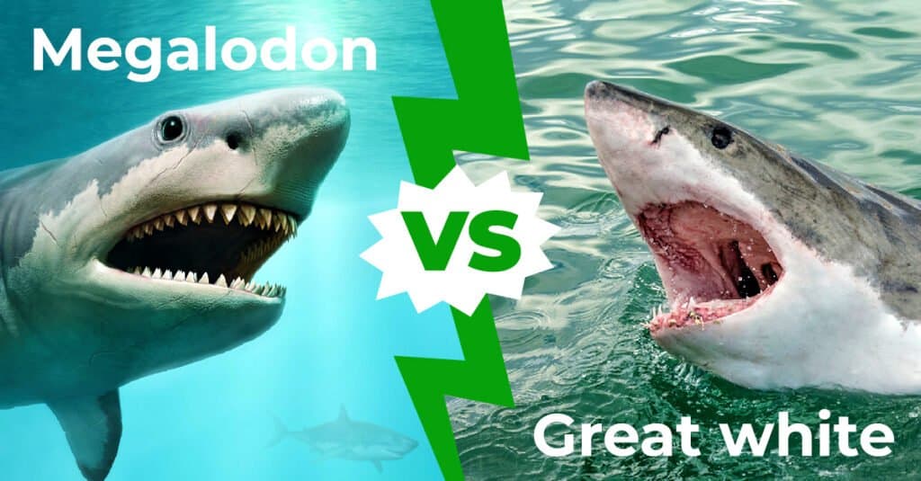 Megalodonte vs grande bianco