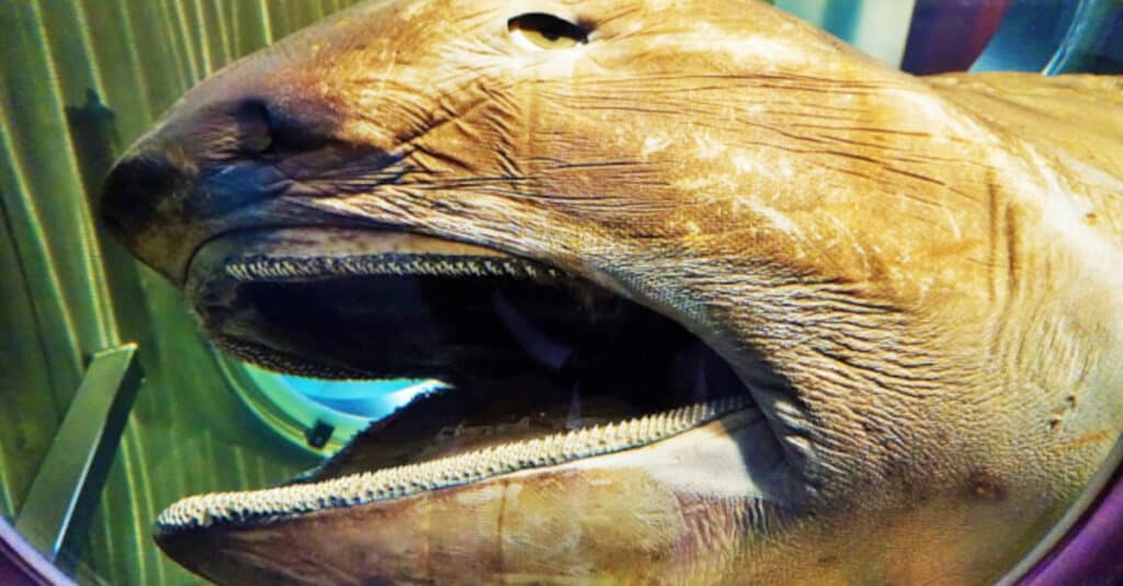 Squalo Megamouth nel Museo Marittimo WA.