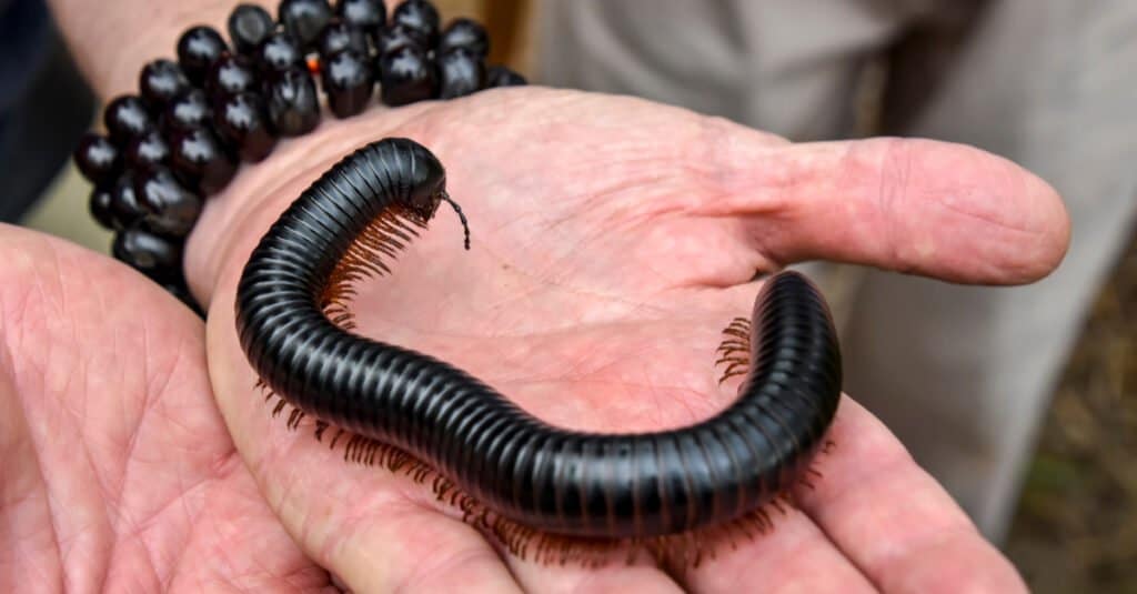 Millepiedi - Millepiedi gigante africano