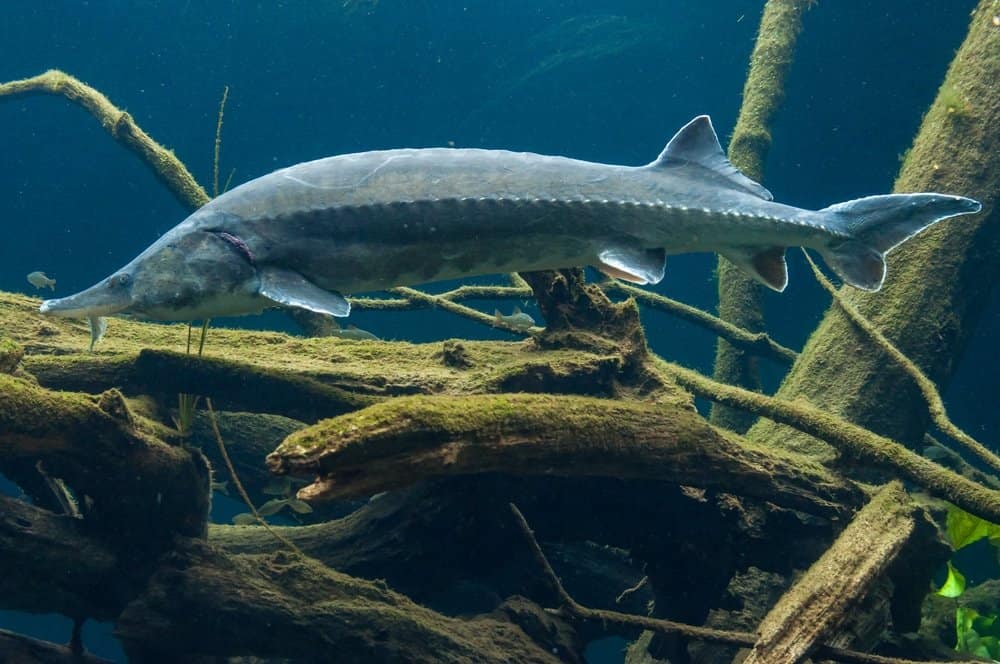 Un grande storione Beluga che nuota vicino a rami di alberi ricoperti di alghe