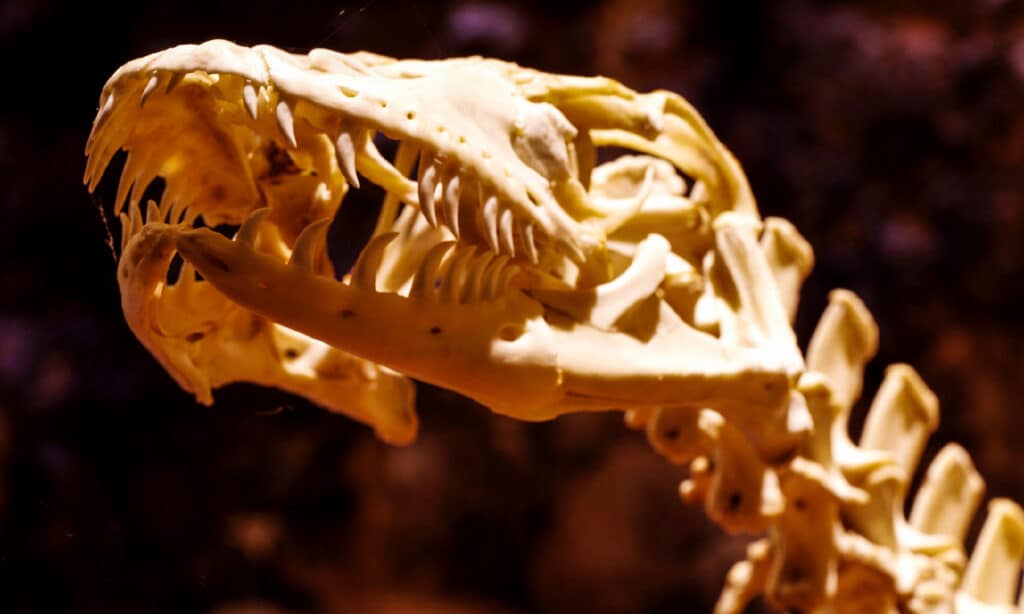 Scheletro animale, drago di Komodo, isola di Komodo, drago, osso animale