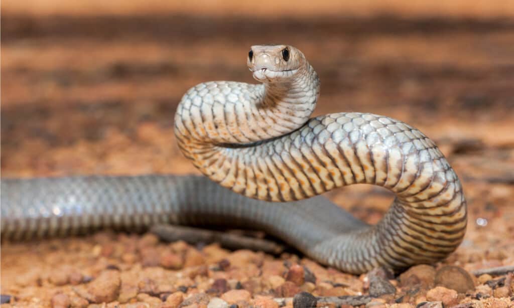 Serpente bruno orientale