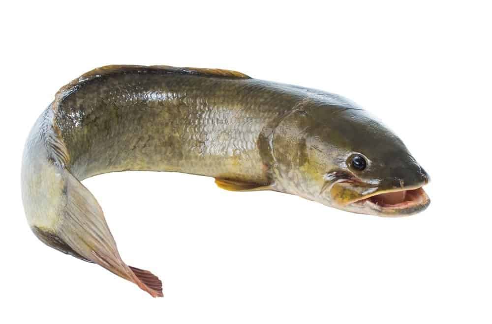 Bowfin isolato su sfondo bianco