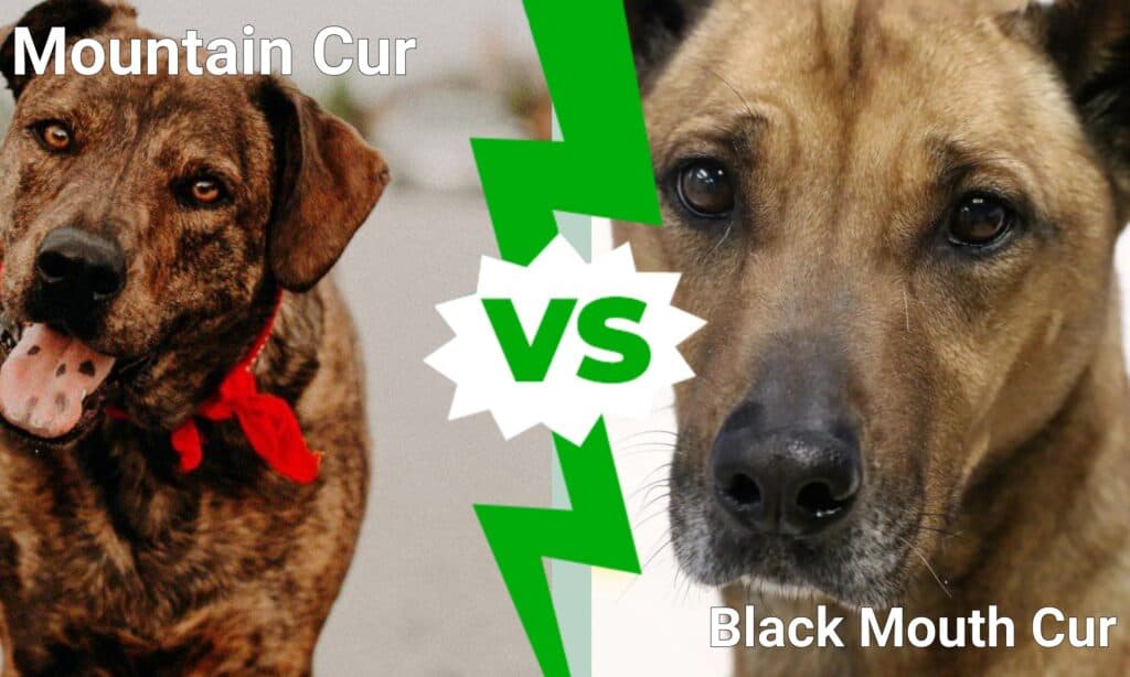 Mountain Cur vs Black Mouth Cur
