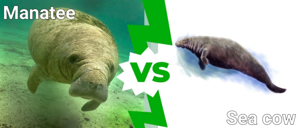 Manatee vs Mucca di mare