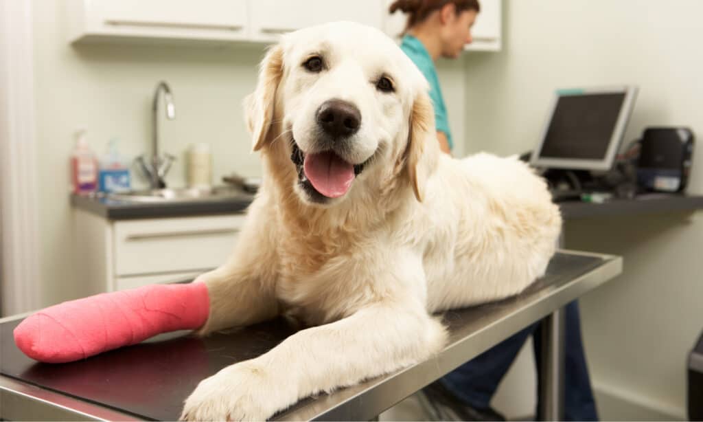 Golden retriever con zampa ferita e legata sul lettino