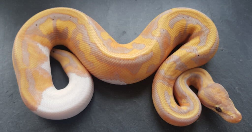 Nomi di serpente: oltre 20 nomi incredibili per il tuo serpente domestico