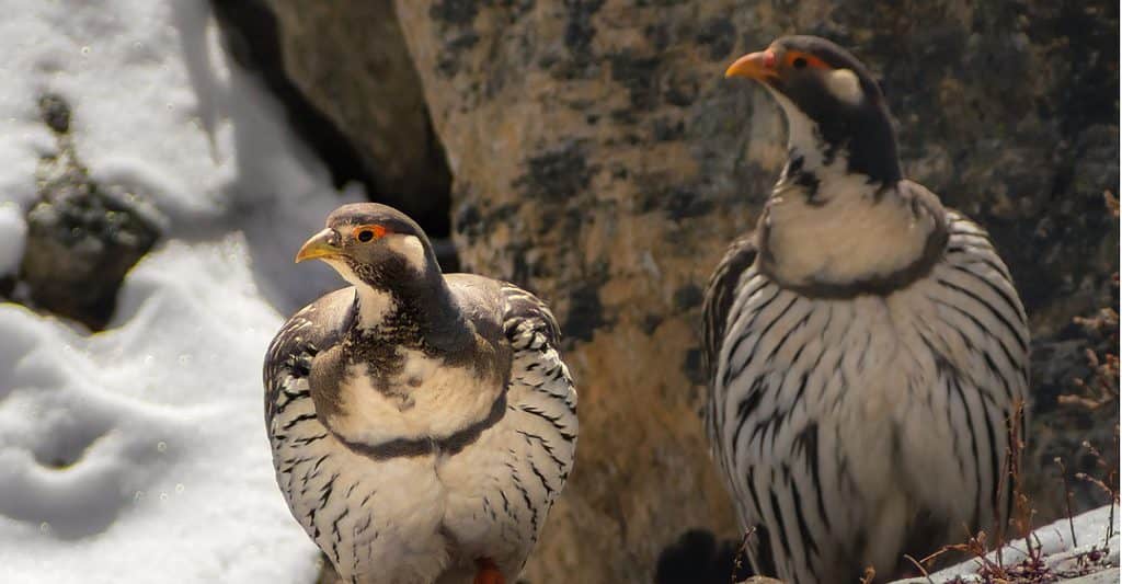 gallo delle nevi himalayano
