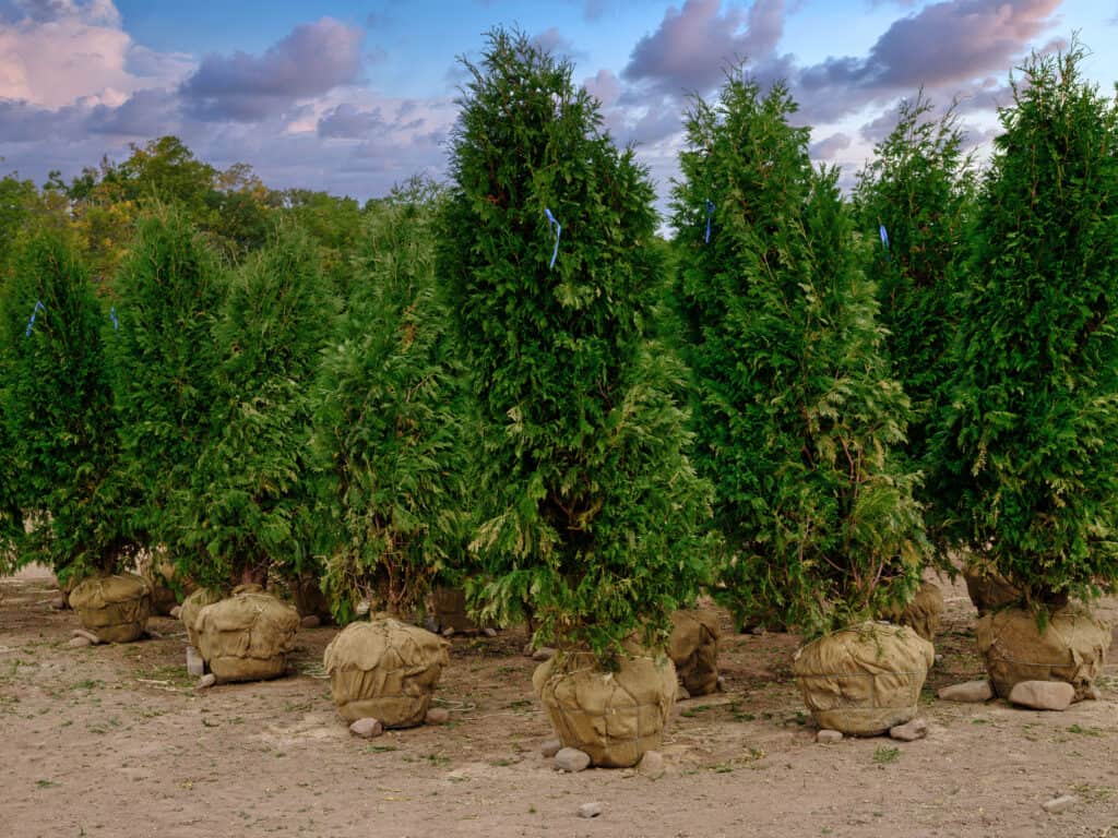 Thuja occidentalis 'Smaragd' o arborvitae verde smeraldo in fioriere in un vivaio