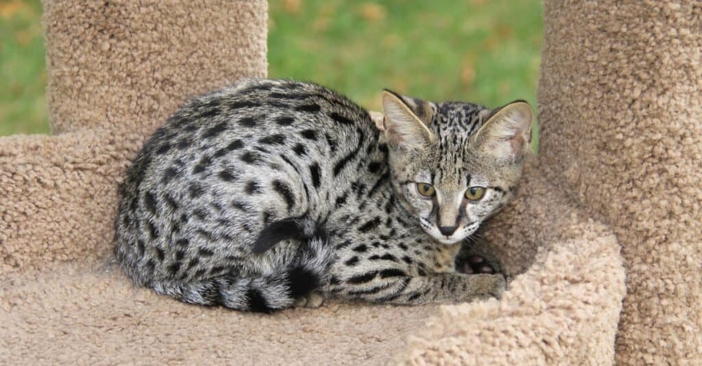 Gatti più pesanti _ più grassi - Savannah