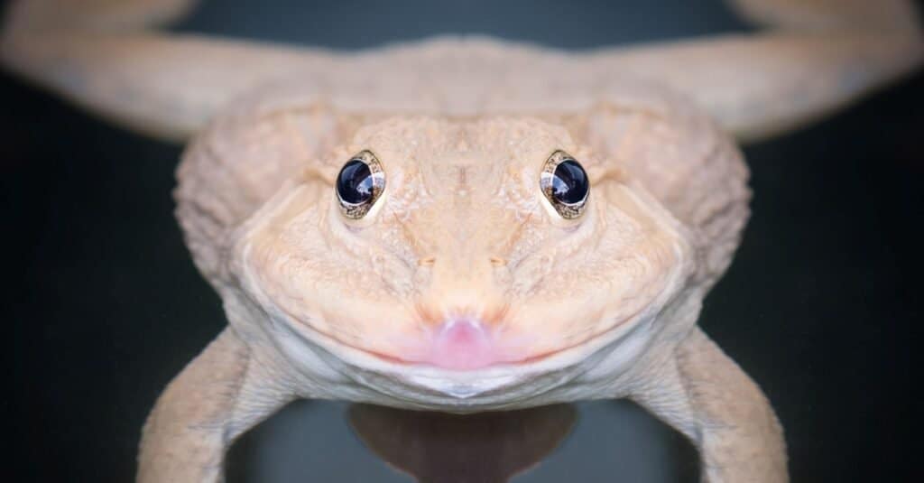 Animali Bianchi - Rana Albino