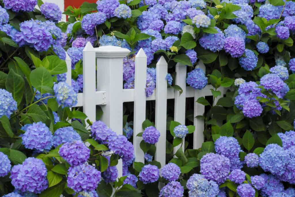 Fiori di ortensie viola e blu che crescono attraverso una staccionata bianca.