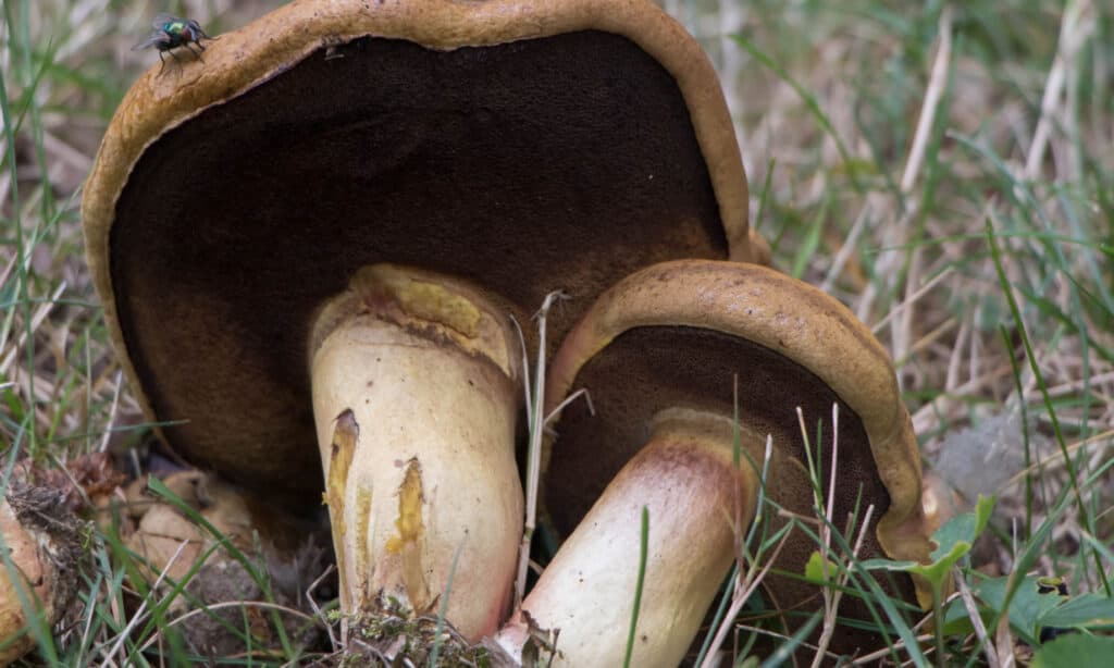 Tipi Di Funghi