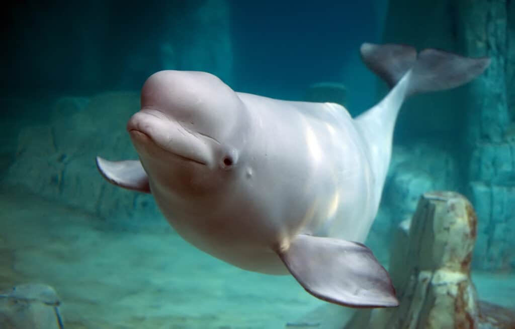 piccola balena beluga