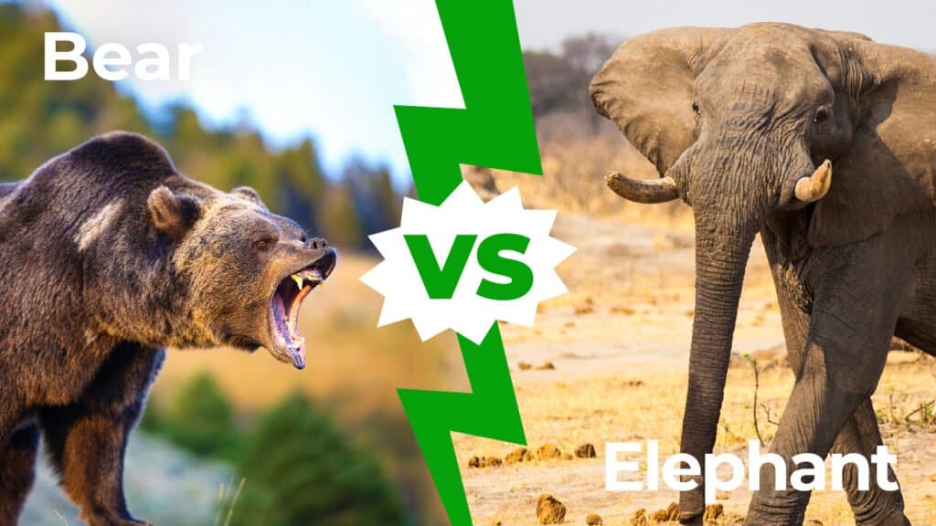 Orso contro elefante