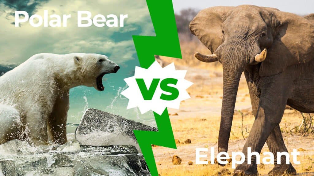 Orso polare contro elefante