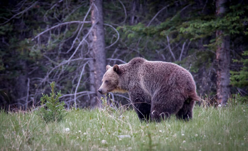 Orso grizzly che fa la cacca