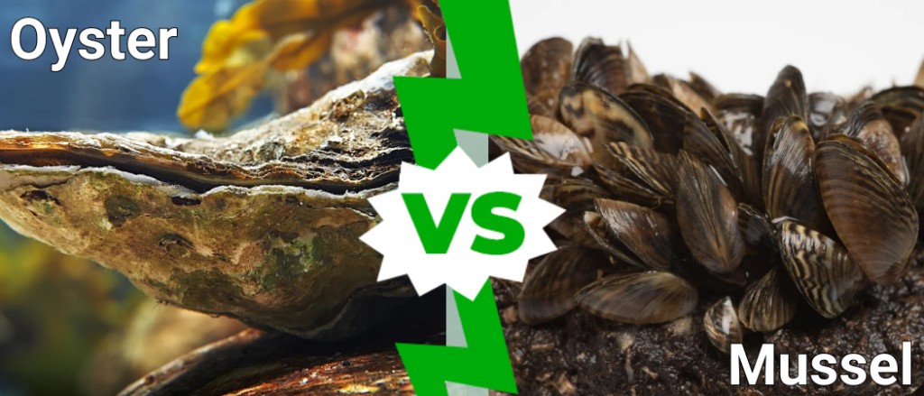 ostriche contro cozze