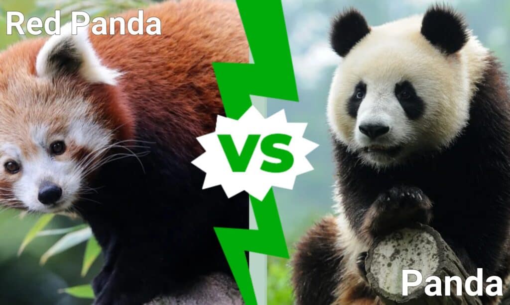panda rosso contro panda
