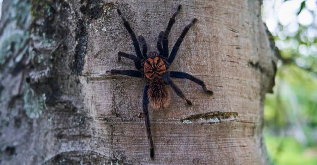 Paura degli animali: aracnofobia