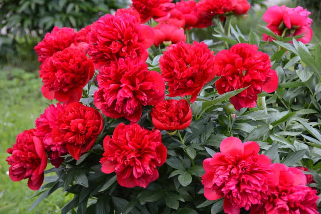 La peonia rossa fiorisce in primavera.