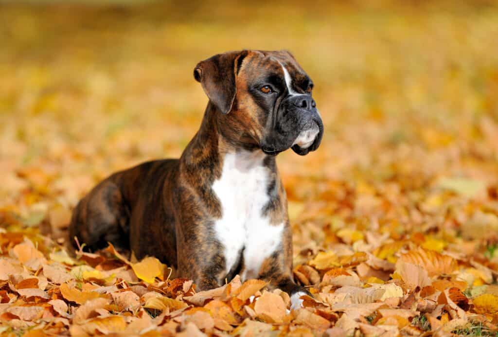 pugile che si rilassa sulle foglie in autunno