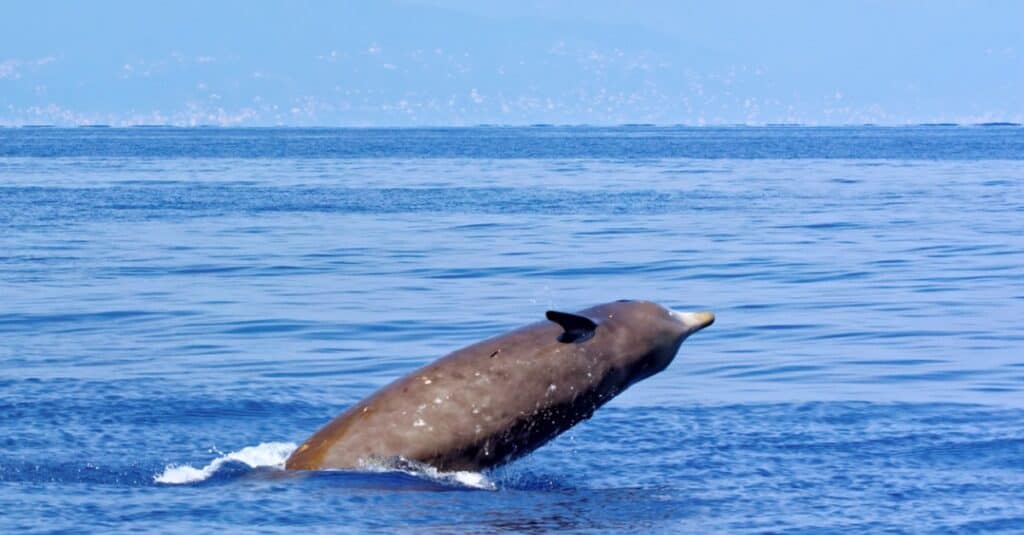 Cuviers balena dal becco parzialmente fuori dall'acqua