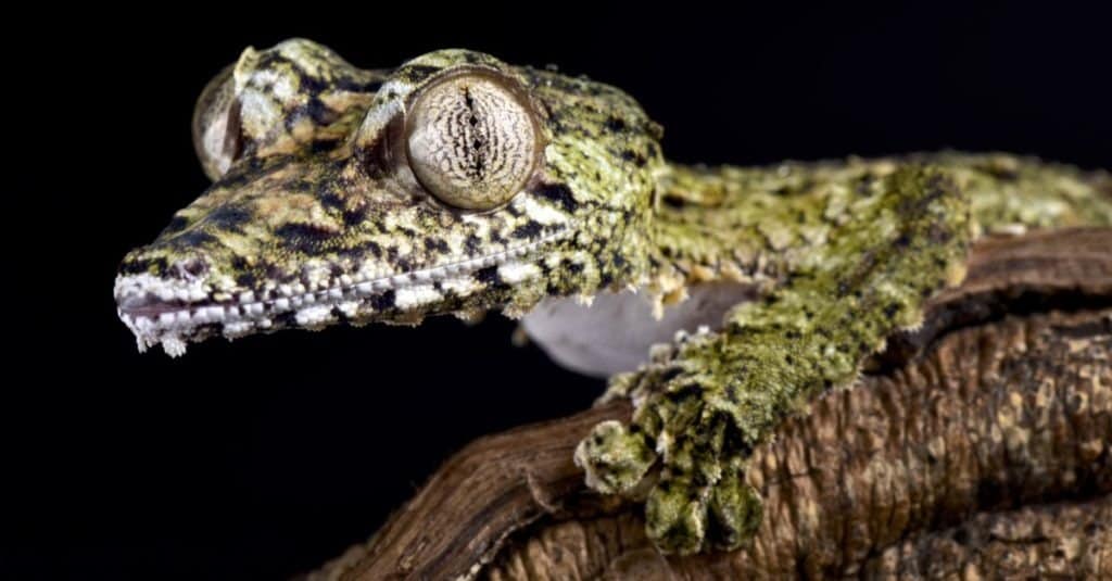 Geco gigante dalla coda a foglia, Uroplatus giganteus