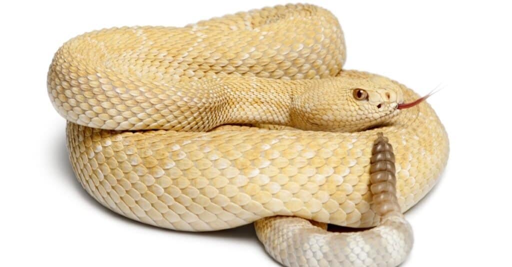 Il più grande serpente a sonagli