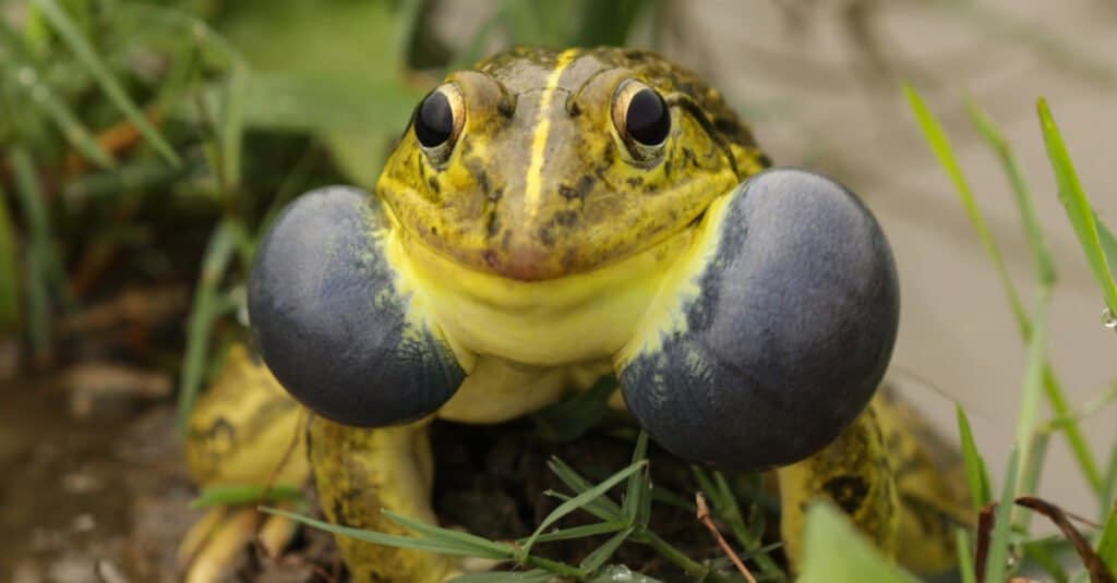 Rana toro più grande - Rana toro asiatica (Hoplobatrachus tigerinus)
