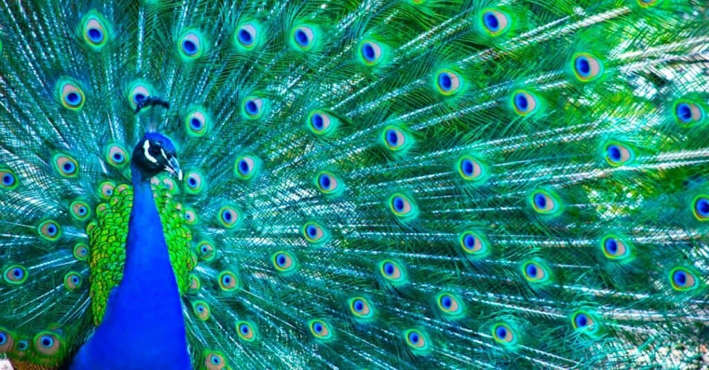 pavone dai colori vivaci