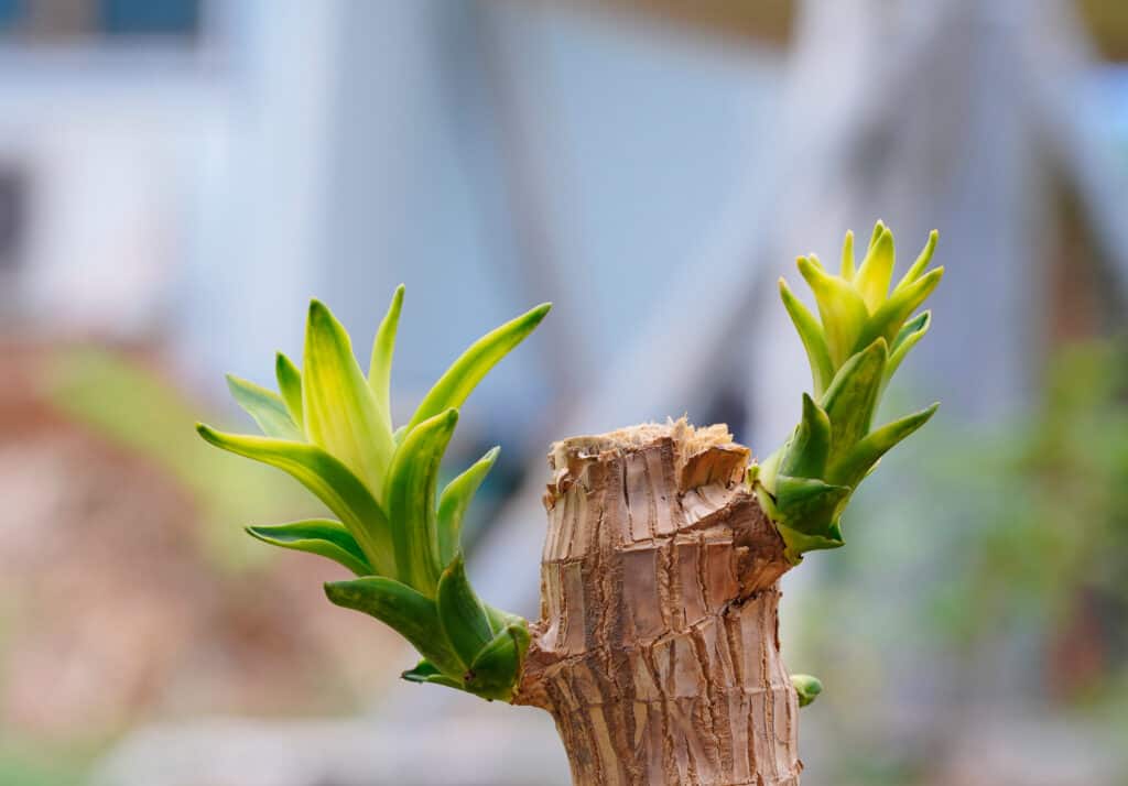 primo piano di una Dracaena fragrans che è stata cimata (la parte superiore è stata tagliata) con due giovani germogli che fuoriescono dal tronco che è legnoso, Il tronco è legno di colore marrone chiaro molto chiaro.  le foglie sono più verdi verso il tronco e gialle dove la crescita è più recente.  sfondo indistinto.  