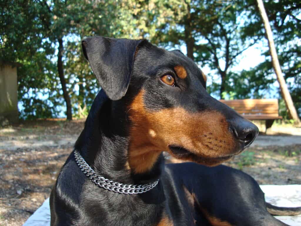 pinscher tedesco