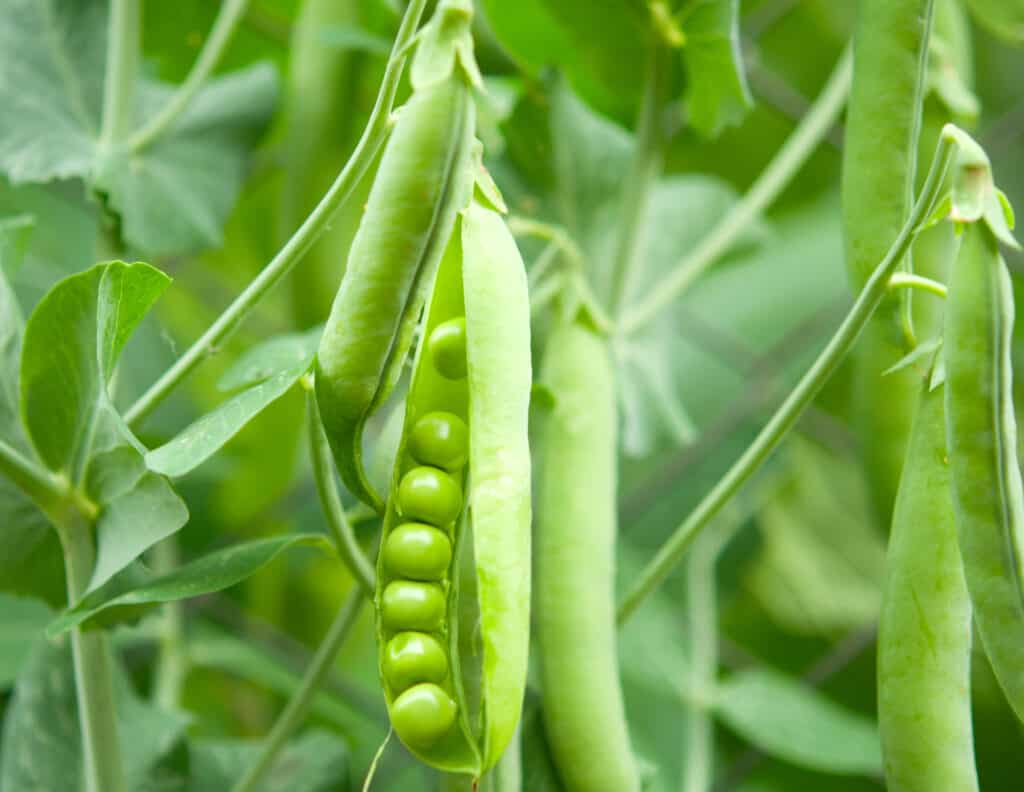 Piselli in un baccello che crescono su una pianta