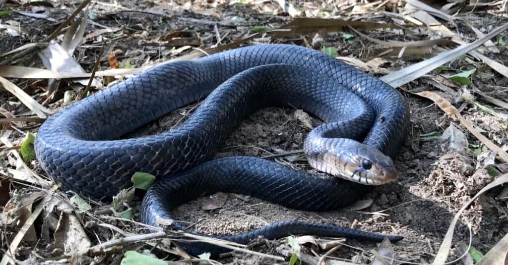 Animali che fanno il serpente indaco del Texas morto