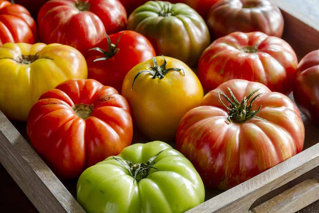 Scatola di legno piena di pomodori cimelio di vite freschi maturati dal mercato del contadino.