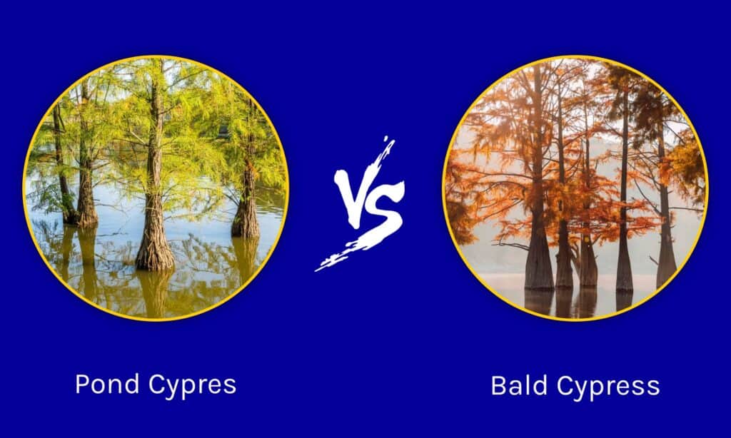 Pond Cypres vs Cipresso calvo
