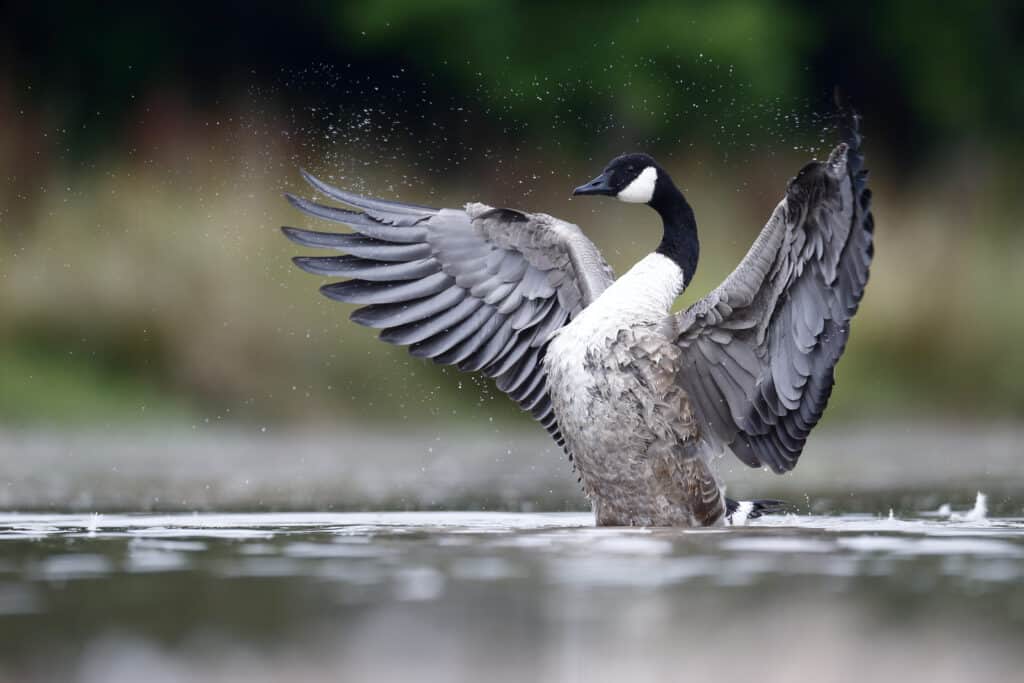 Riquadro centrale destro, un'oca del Canada, in piedi in acqua, che sbatte le ali che sono di colore grigio medio profondo e grandi.  Il corpo dell'uccello è più chiaro da grigio a bianco.  Ha un lungo collo nero, una testa nera e una gola bianca.  Sfondo naturale indistinto di verde e oro.
