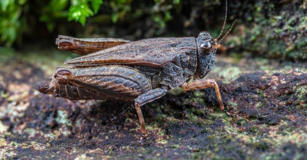 Animali che giocano a cavalletta pigmea morta